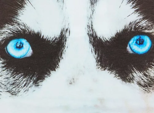 Husky mintás hosszú ujjú póló