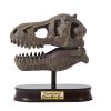 BUKI - Régész készlet - Tyrannosaurus koponya