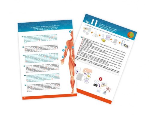 Az emberi test - tudományos készlet