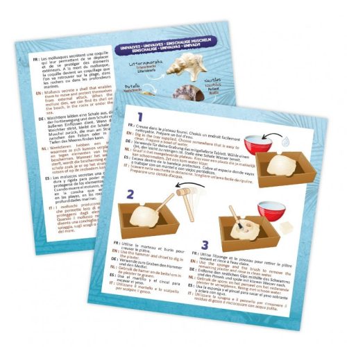 BUKI - Kagylók - felfedező készlet