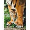 Clementoni - Bengáli kölyöktigris  az anyja lábánál - 500 db-os puzzle (CLE35046)